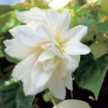 Riippubegonia Belleconia Snow