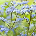 Kaukasianrotkolemmikki - Brunnera macrophylla