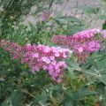Syyssyrikkä Pink Delight