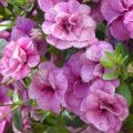 Miljoonakello Can-Can Rosies Pink Vein