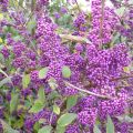 Helmimarja Profusion