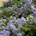 Tuoksio Marie Blue