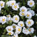 Kistus Decumbens