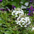 Otahämähäkkikukka Senorita Blanca