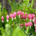 Särkynytsydän - Dicentra spectabilis