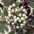 Pensaskanukka Sibirica Variegata