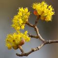 Punamarjakanukka - Cornus mas