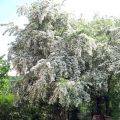 Tylppöorapihlaja - Crataegus monogyna