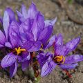 Crocus sativus - Maustesahrami