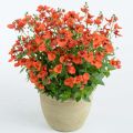 Mätäsdiana Breeze Plus Orange