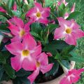 Maljaköynnös BELLA Pink Star