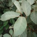 Hopeapensas - Elaeagnus ebbingei