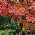 Japaninvaahtera - Acer palmatum