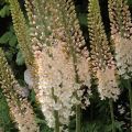 Jättimarskinlilja - Eremurus robustus