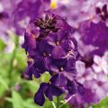 Kultalakka Poem Lilac