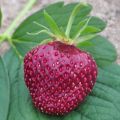 Puutarhamansikka Cherry Berry