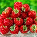 Puutarhamansikka Framberry