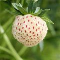 Puutarhamansikka White Pineberry