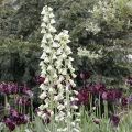 Persianpikarililja Ivory Bells