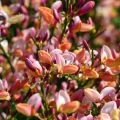 Vihma Zeelandia