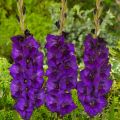 Miekkalilja Purple Flora