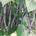 Taitepapu Purple queen luomu - Ferme de Sainte Marthe