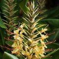 Keltatuoksuinkivääri - Hedychium gardnerianum