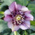 Idänjouluruusu Anemone Picotee
