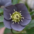 Idänjouluruusu Slaty Blue