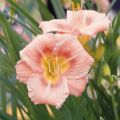 Tarhapäivänlilja Everydaylily Rose