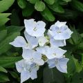Jalohortensia Renaissance