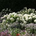 Pallohortensia Annabelle