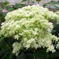 Pallohortensia Hayes Starbust