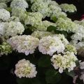 Jalohortensia Mme Emile Mouillière
