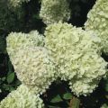 Syyshortensia Limelight