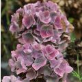 Jalohortensia Baron Pourpre