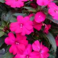 Ahkeraliisa SunPatiens Compact Purple