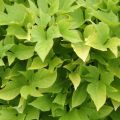 Bataatti Sweet Caroline Light Green