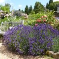 Tähkälaventeli Hidcote