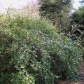 Myrttikuusama - Lonicera fragrantissima