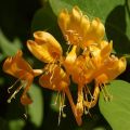 Tulikuusama Golden Trumpet (R) Mintrump