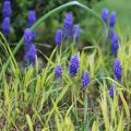 Tummahelmililja - Muscari armeniacum
