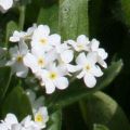 Puistolemmikki Snowsylva