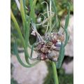 Oignon rocambole 'Proliferum'