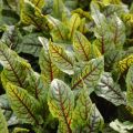 Verihierakka - Rumex sanguineus
