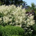 Ukontattare - Persicaria polymorpha