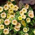 Tarhapetunia Cascadia Indian Summer