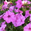 Tarhapetunia Supertunia Vista Bubblegum