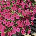 Tarhapetunia Supertunia Vista Paradise