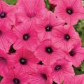 Tarhapetunia Supertunia Vista Fuchsia